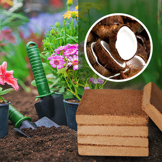 🌺Charbon de coco biologique d'origine végétale