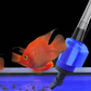 Changeur d'eau et nettoyeur de filtre d'aquarium à aspiration électrique